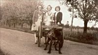 Foto genomen op De Steeg nummer 19. Op de foto links Anne van Gestel ( gehuwd van der Pol ) en in het midden Truus van Gestel ( gehuwd de Grauw ). Rechts een logé uit de stad. Met de hondenkar en de melkbussen naar de wei, koeien melken. Foto is genomen rond 1935. Voor meer details klik hier.