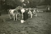 Hopstraat 9. An en Frans van Wanrooij, koeien melken met de hand. Voor meer details klik hier.